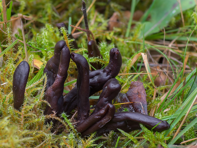 Thuemenidium atropurpureum